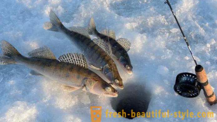 Kulturno ribarstvo „Ribolov na kalinovka” u Ekaterinburg: kako dobiti recenzije
