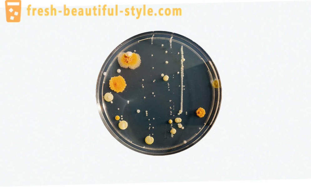5 uobičajenih zablude o bakterija
