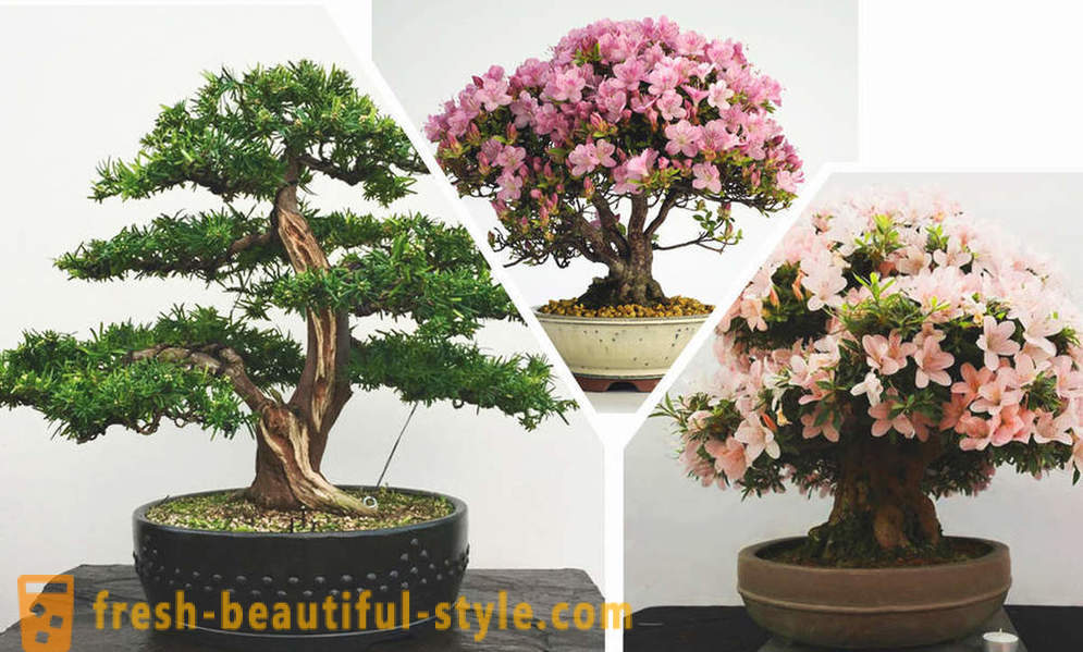 Pojednostavite evo, bonsai: pravila istočnoj stilu u unutrašnjosti