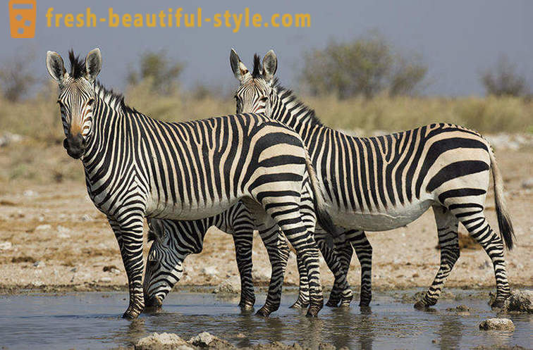 Koje je boje zebra i zašto je ona traka