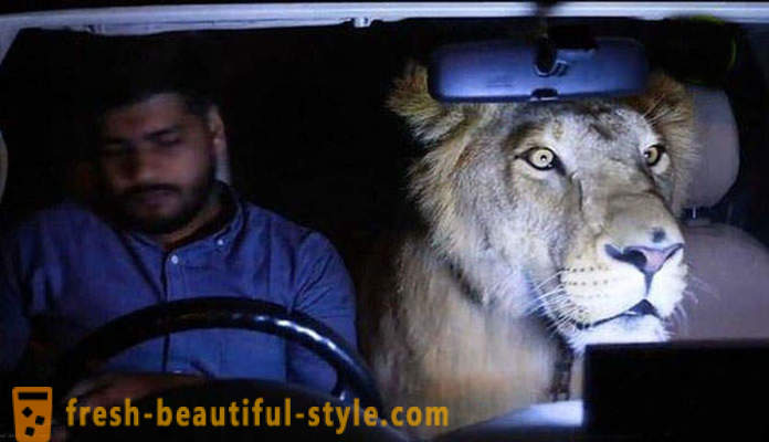 Dva brata iz Pakistana doveo lava po imenu Simba