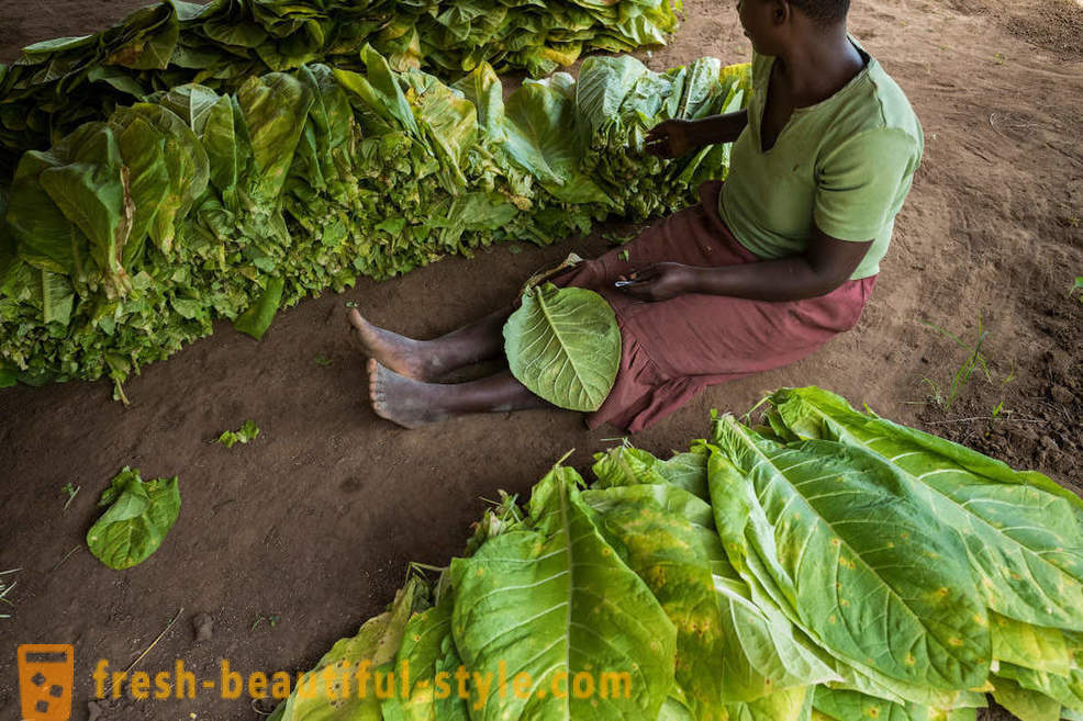 Malawian plantaža duhana