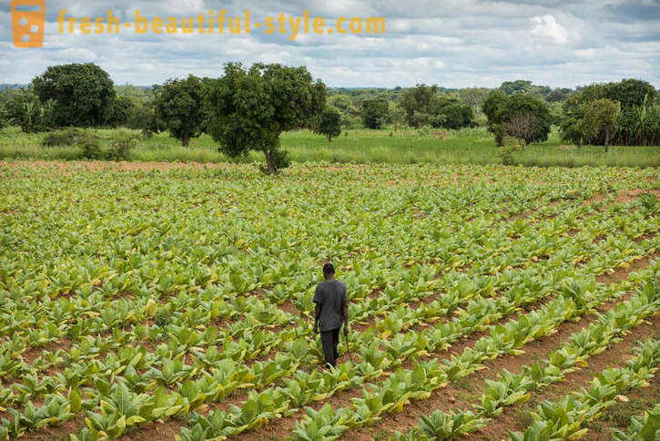 Malawian plantaža duhana