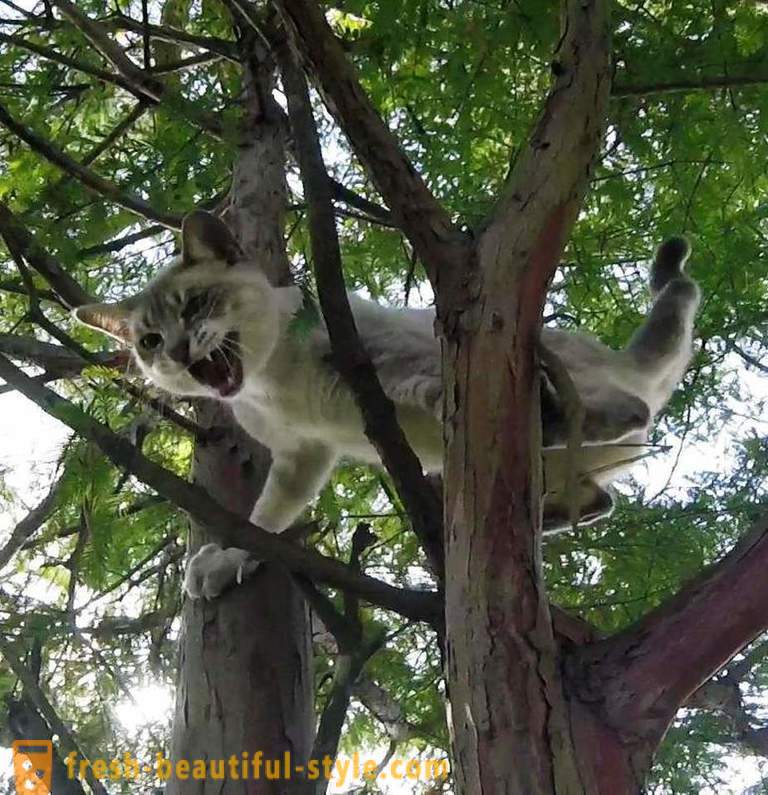 Američki umirovljenici, penjanje stabala, spašava mačke