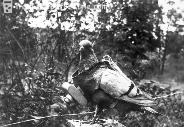 Zanimljivosti iz povijesti goluba