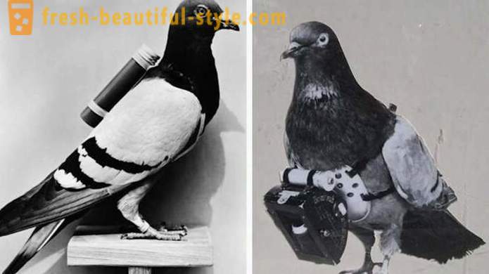 Zanimljivosti iz povijesti goluba