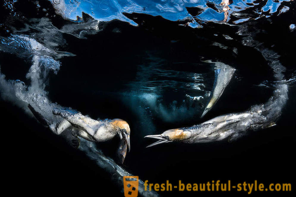Nevjerojatno snimke podvodne fotografije pobjednici natječaja