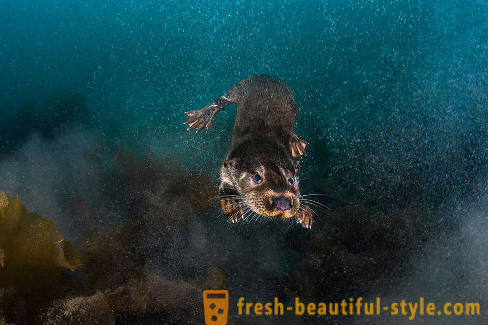 Nevjerojatno snimke podvodne fotografije pobjednici natječaja