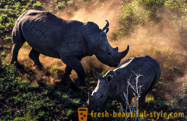 Fotorassledovanie: Potraga za rogova nosoroga