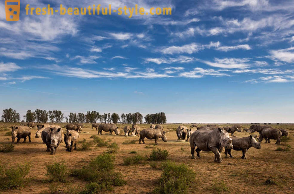 Fotorassledovanie: Potraga za rogova nosoroga