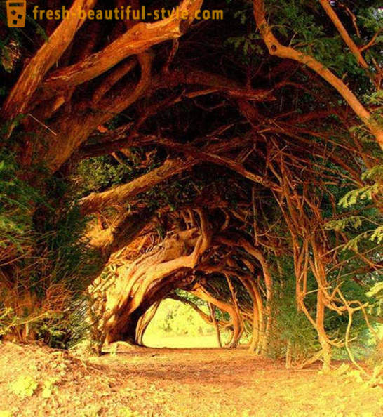 Većina zanimljive tuneli stabala