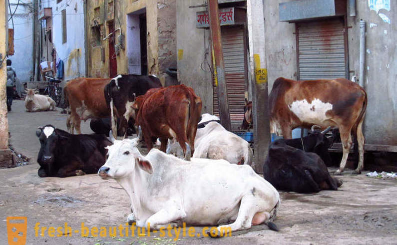 Stray krave - Indija je jedan od problema