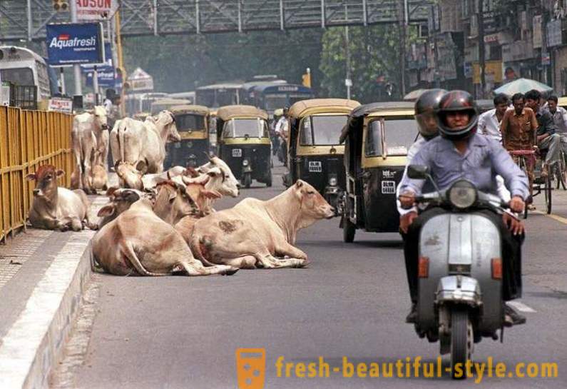 Stray krave - Indija je jedan od problema