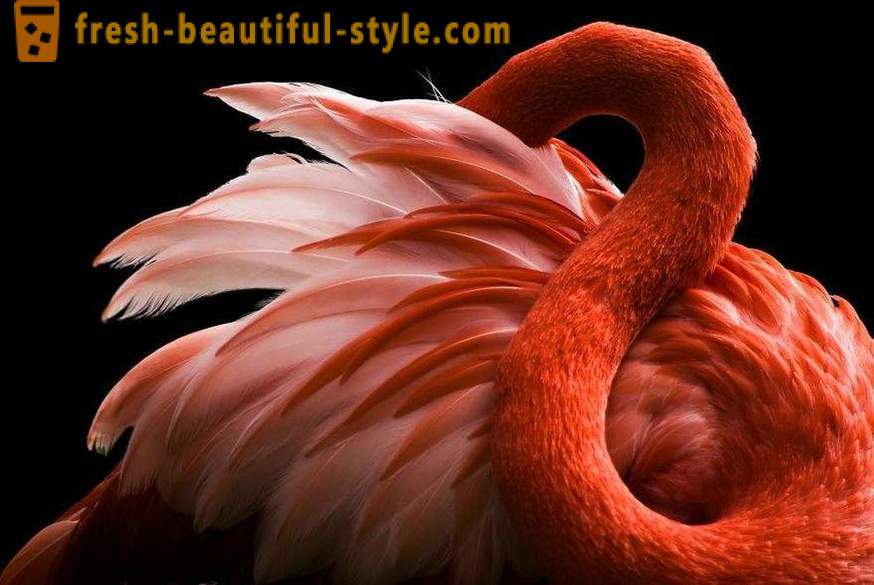 Flamingo - neki od najstarijih vrsta ptica