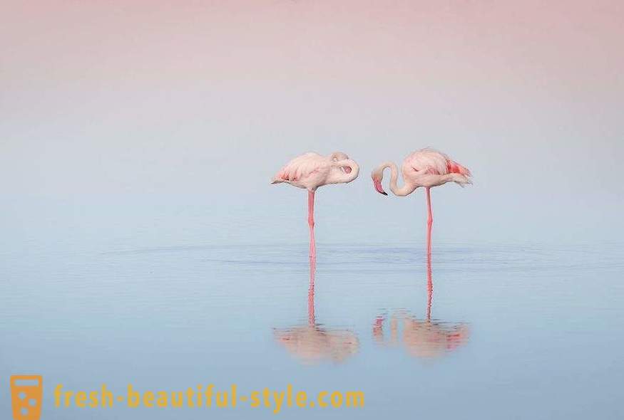 Flamingo - neki od najstarijih vrsta ptica