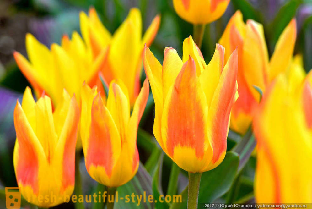 Ljepota krimski tulipani u Nikitsky vrtu