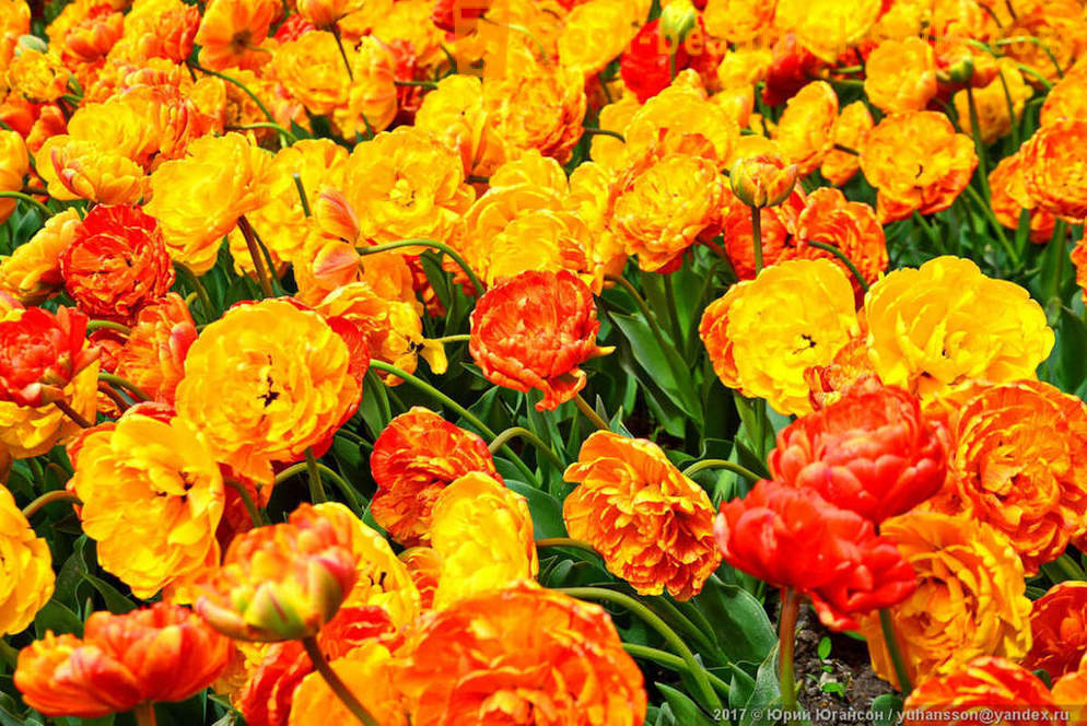 Ljepota krimski tulipani u Nikitsky vrtu