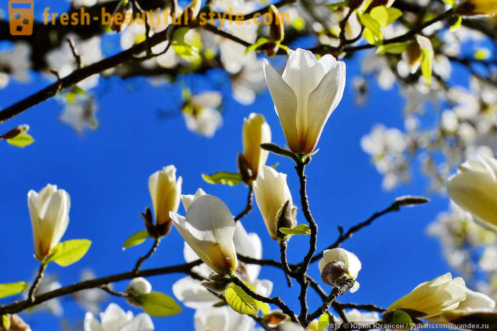 Lijepa cvatu magnolija krimski