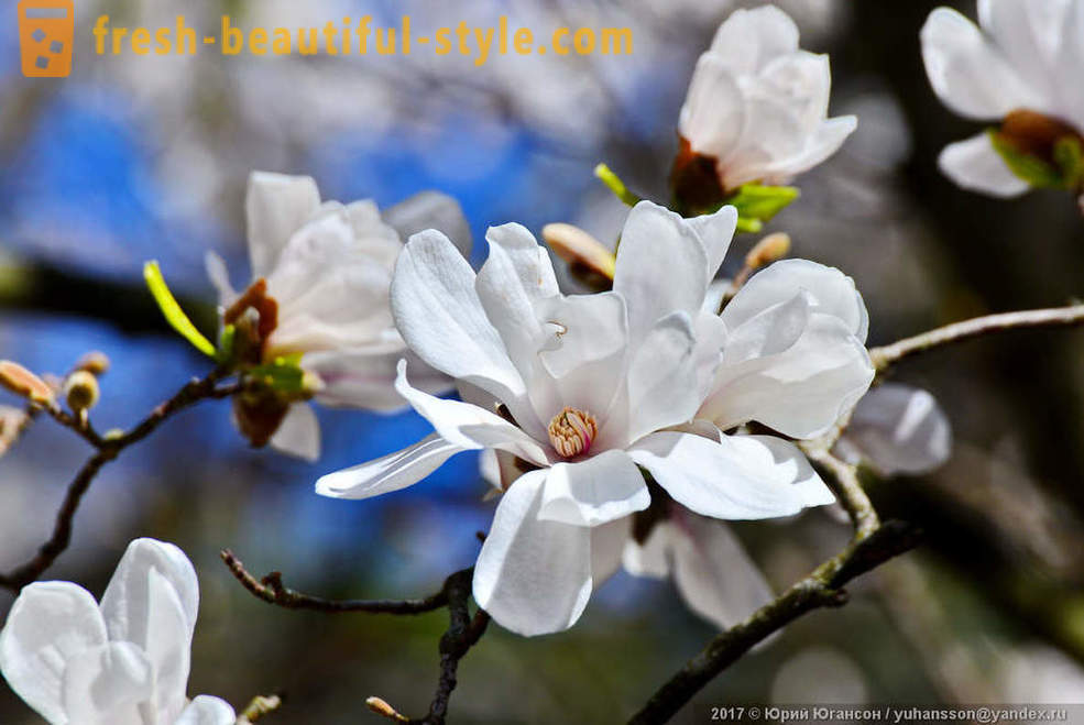 Lijepa cvatu magnolija krimski