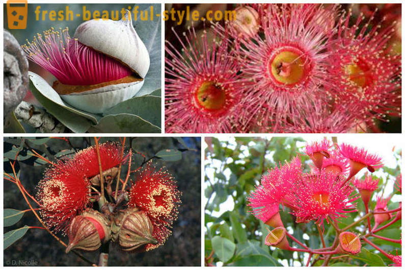 Cvatnje eukaliptusa i drugih prirodnih čuda