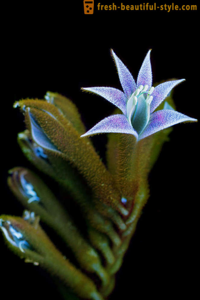 Blistava fotografije cvijeća, lit s ultraljubičastim svjetlom