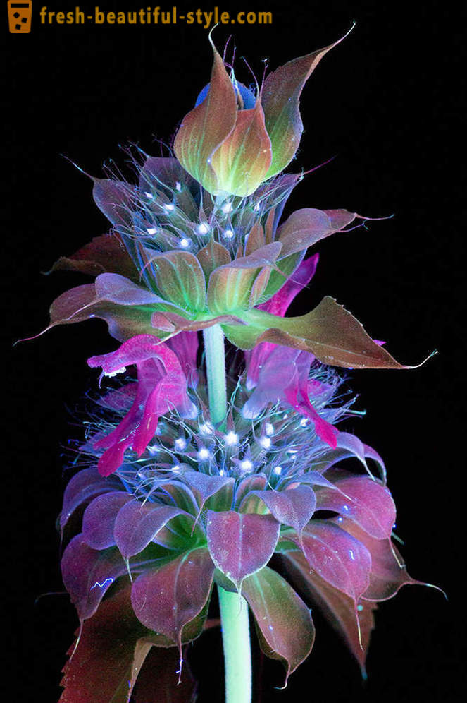 Blistava fotografije cvijeća, lit s ultraljubičastim svjetlom