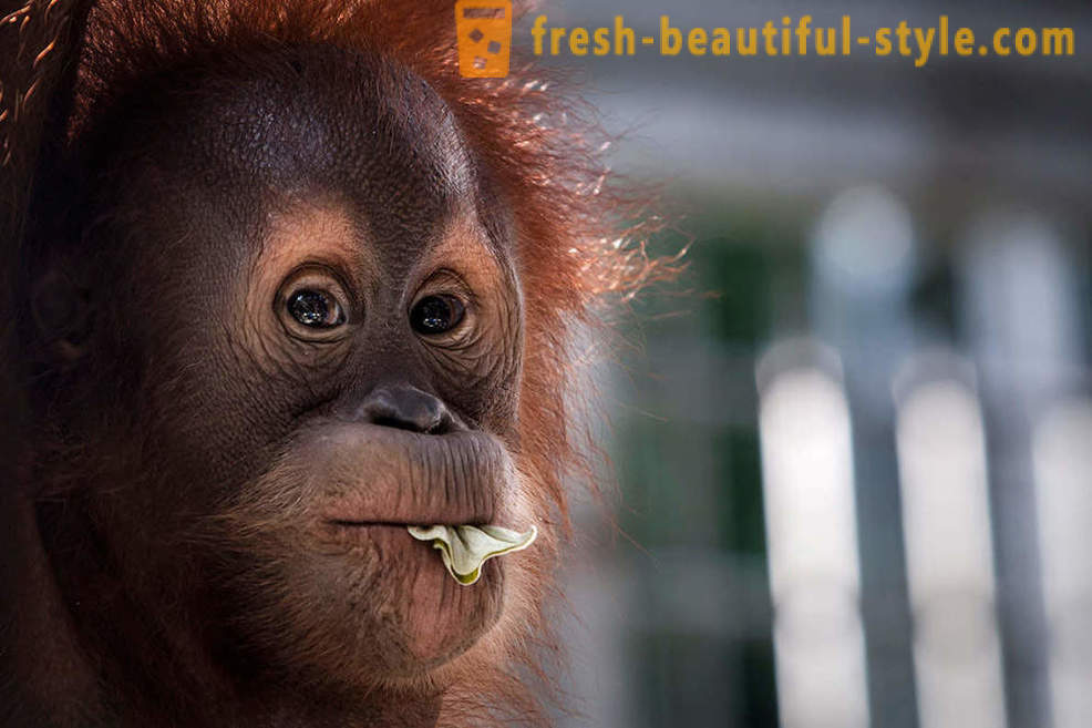 Orangutana u Indoneziji