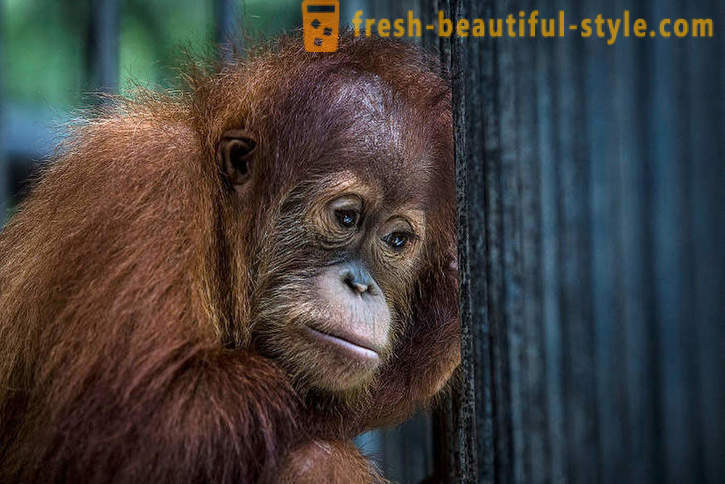 Orangutana u Indoneziji