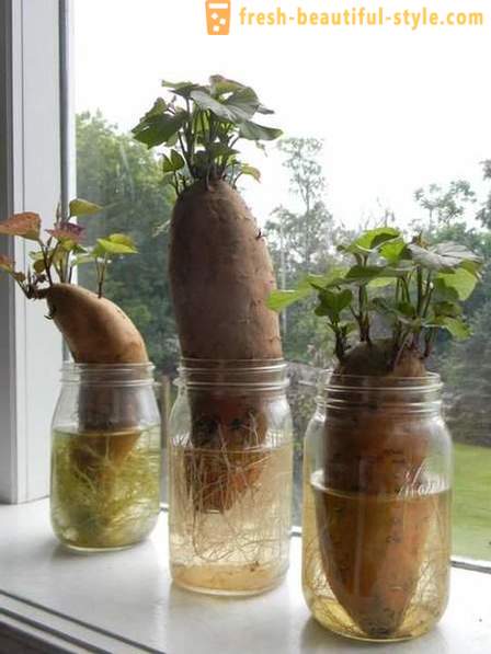 15 povrća koje se mogu uzgajaju na prozor u kući