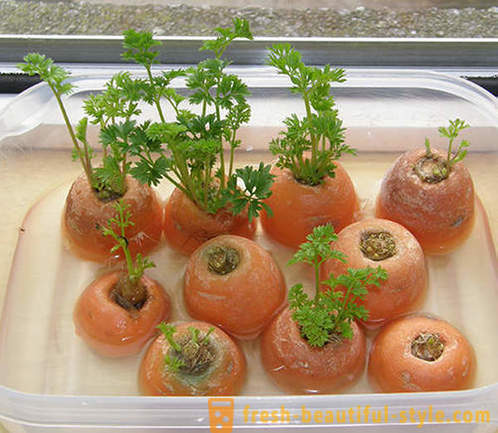 15 povrća koje se mogu uzgajaju na prozor u kući