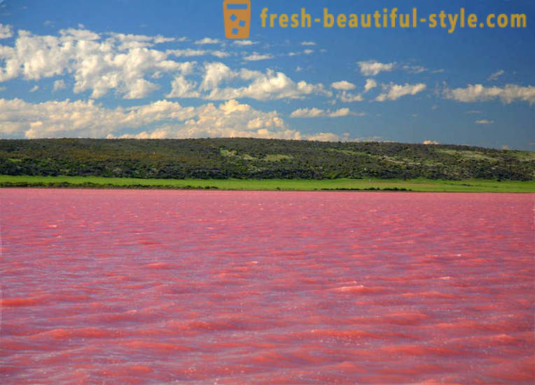 U Rusiji, tu je jezero, koje svake godine u kolovozu pretvara u „ružičastoj žele”