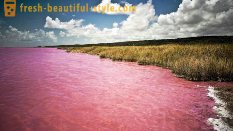 U Rusiji, tu je jezero, koje svake godine u kolovozu pretvara u „ružičastoj žele”