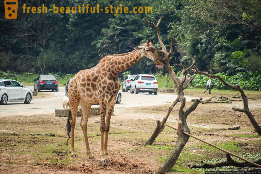 Kina, Guangzhou: Chimelong Safari park (1. dio)