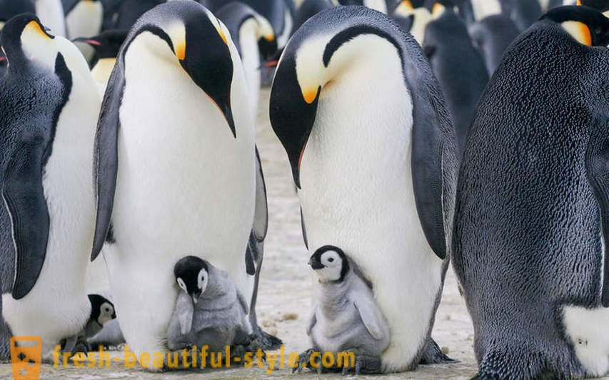 Kao muški carski pingvini brinu za svoje potomstvo