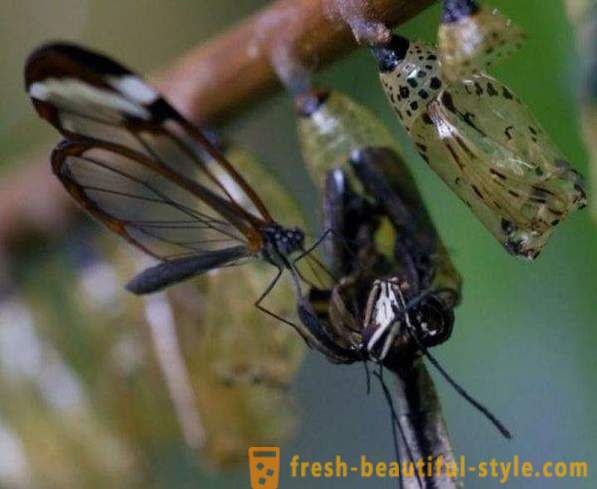 Nevjerojatno leptir staklokrilci