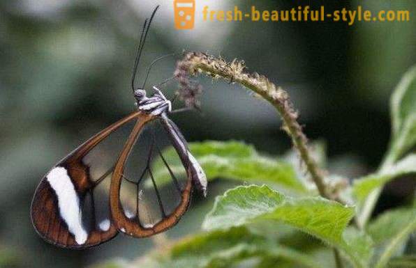 Nevjerojatno leptir staklokrilci