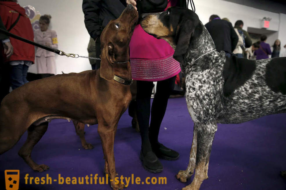 Pas Show Westminster Kennel Club 2016