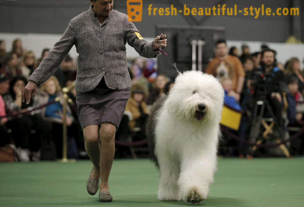 Pas Show Westminster Kennel Club 2016