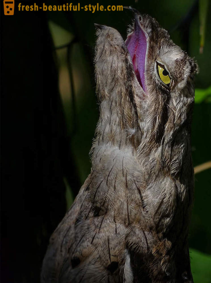 10 ptice s najneobičnijih obrambenih mehanizama