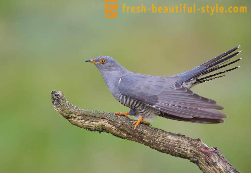 10 ptice s najneobičnijih obrambenih mehanizama