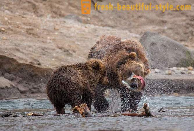Iskonska Kamčatka: Zemljište medvjeda