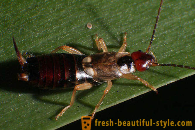 10 od najstrašnijih planeta kukaca