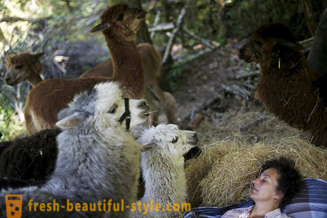 Život među alpacas
