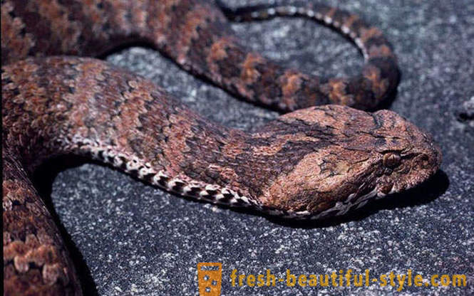 Najopasniji zmije na svijetu