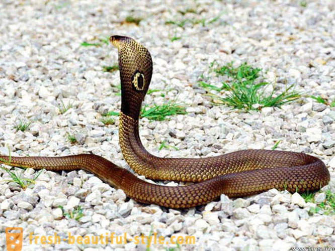Najopasniji zmije na svijetu