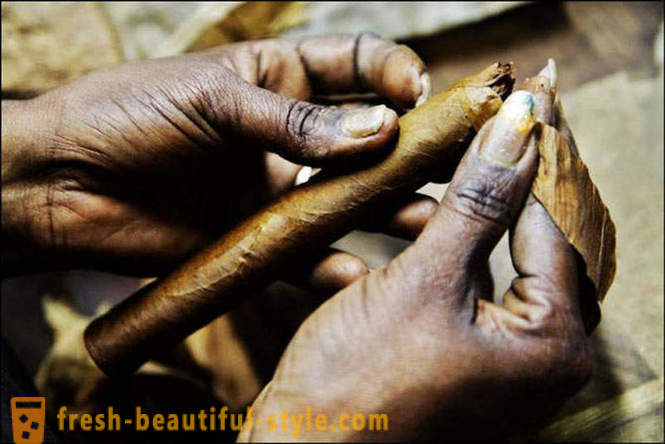 Proces stvaranja najboljih kubanskih cigara