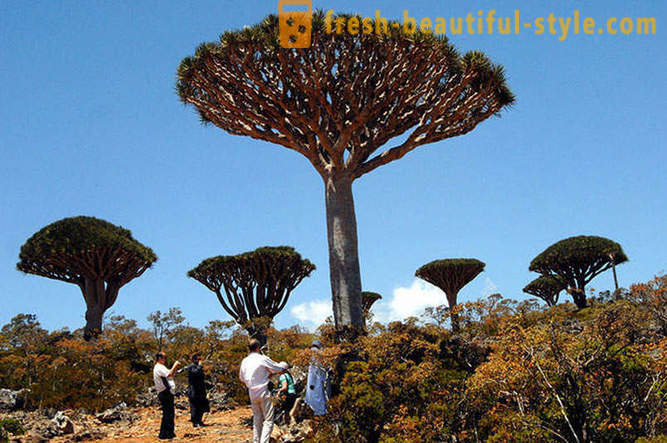 Putovanje na otok Socotra