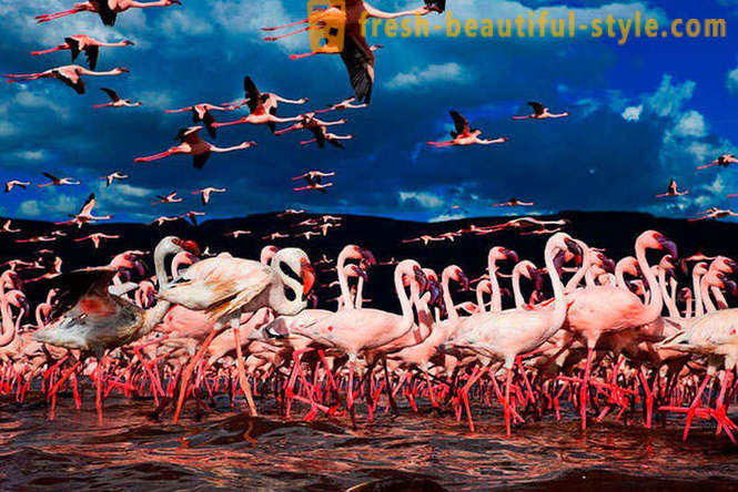 Zemlja ružičastih flaminga