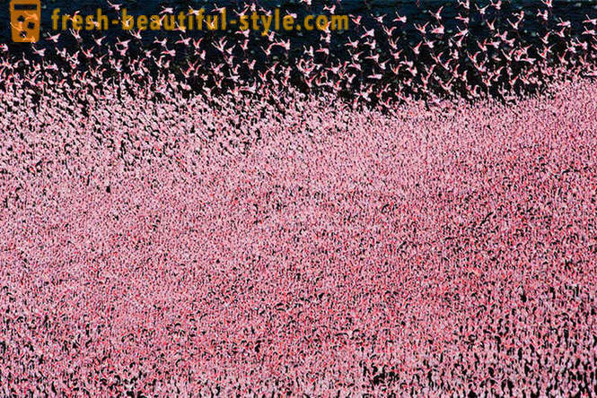 Zemlja ružičastih flaminga