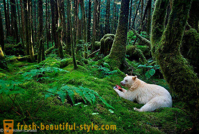 Pobjednici natječaja biljni i životinjski svijet fotografije 2012